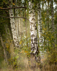 Obraz premium Silver birch in the autumn