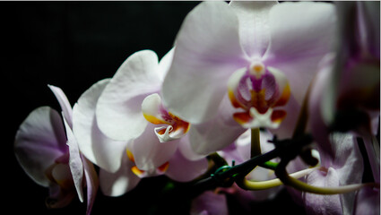 pink orchid flower