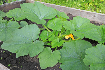 Zucchini plant in the garden