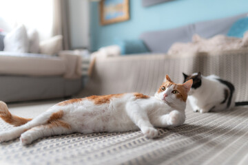 gato blanco y marron con ojos amarillos se acuesta en la alfombra con una postura divertida