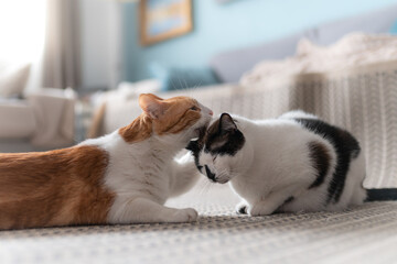 gato blanco y marr&oacute;n lame la cabeza de un gato blanco y negro