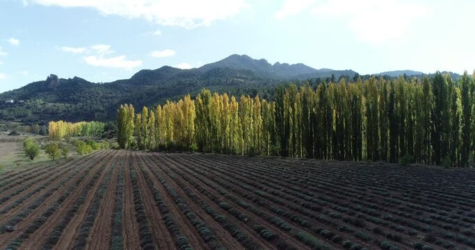 Campo de lavanda y chopos al final