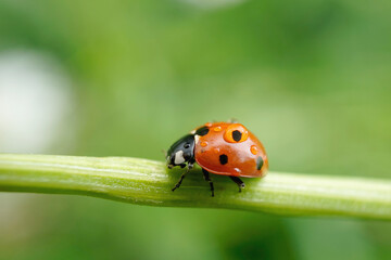 Fototapeta premium Marienkäfer mit Regentropfen