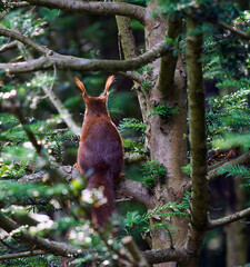 Obraz premium EICHHÖRNCHEN