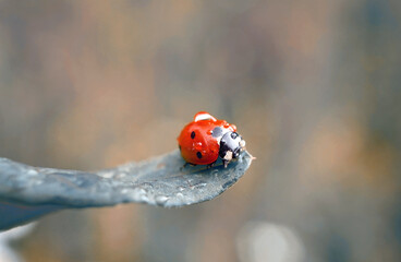 Marienk&auml;fer mit Regentropfen
