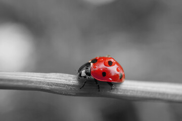 Marienk&auml;fer mit Regentropfen