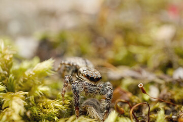 Nahansicht einer Springspinne