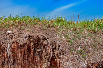 Clay cliff, with the remains of last year's herbs, against the background of new, young greenery...