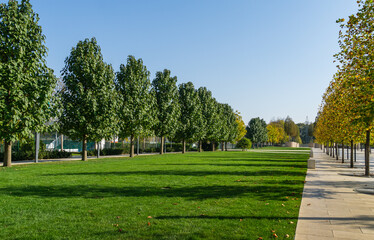 Alley of Paulownia tomentosa or Empress tree (princess or foxglove tree) and green lawn in city park Krasnodar. Public landscape 'Galitsky park' for relaxation and walking in sunny autumn 2020