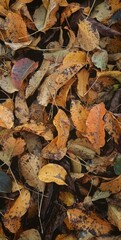 autumn leaves on the ground