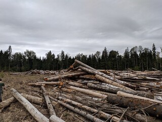 Fototapeta na wymiar stack of logs