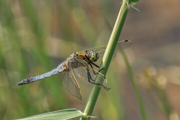 Blaue Libelle am Grashalm