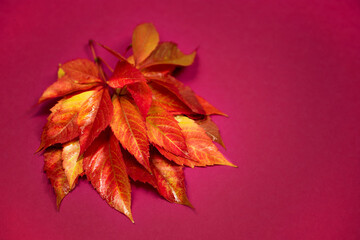 Autumn red leaves of bindweed on a red background.
