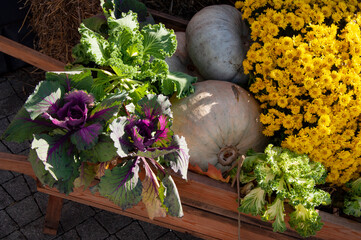 purple cabbage, pumpkin and chrysanthemums in a wooden box