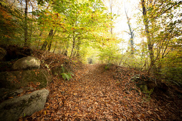 Pathway, trail in autumn scenery forest, with foliage and fallen leaves. Campo dei Fiori Park, Varese, Italy.