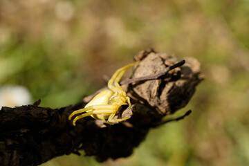 Nahansicht einer gehöckerten Krabbespinne