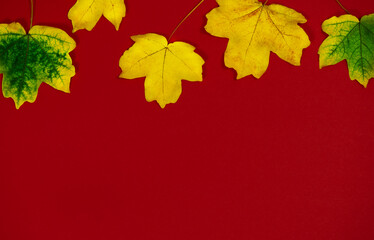 Autumn leaves on a  blue background.