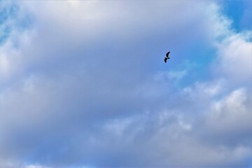 The bird flies in the blue sky, wings spread wide