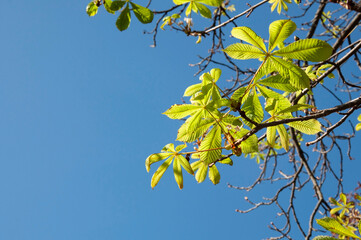 chestnut leaves on a branch against a clear blue sky on a sunny day