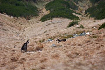 Herd of chamois with offsprings. The chamois (Rupicapra rupicapra) is a species of goat-antelope. Endangered species of high mountains zone. Wild mammals in the High Tatras.