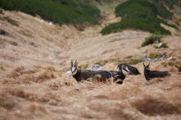 Herd of chamois with offsprings. The chamois (Rupicapra rupicapra) is a species of goat-antelope. Endangered species of high mountains zone. Wild mammals in the High Tatras.