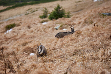 Herd of chamois with offsprings. The chamois (Rupicapra rupicapra) is a species of goat-antelope. Endangered species of high mountains zone. Wild mammals in the High Tatras.