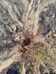 frost on the grass