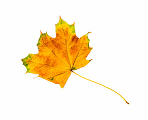 Yellow maple leaf isolated on white background.