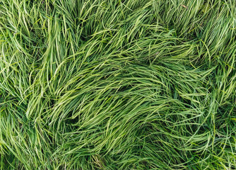 The texture of the long, tall green grass close-up. Photography, copy space, windy.