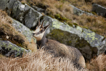 Tatra chamois (Rupicapra Rupicapra Tatrica) standing on the rock. Wild mammal, nature photography. The high Tatras.