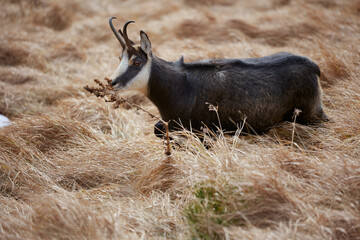 Portrait of Tatra chamois (Rupicapra Rupicapra Tatrica) in the mountains with blurred background, wild mammal, nature photography. The high Tatras.