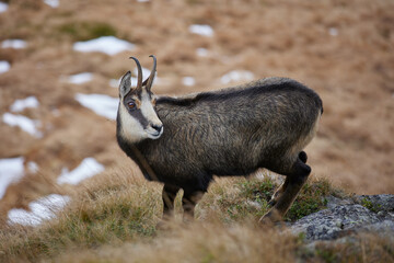 Portrait of Tatra chamois (Rupicapra Rupicapra Tatrica) in the mountains with blurred background, wild mammal, nature photography. The high Tatras.