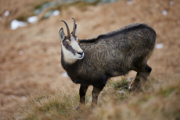 Portrait of Tatra chamois (Rupicapra Rupicapra Tatrica) in the mountains with blurred background, wild mammal, nature photography. The high Tatras.