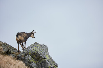 Tatra chamois (Rupicapra Rupicapra Tatrica) standing on the rock. Wild mammal, nature photography. The high Tatras.