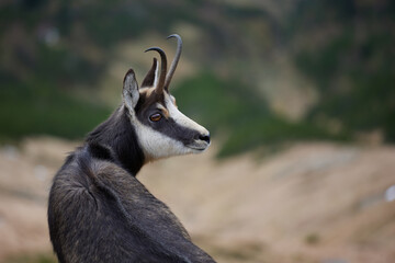 Portrait of Tatra chamois (Rupicapra Rupicapra Tatrica) in the mountains with blurred background, wild mammal, nature photography. The high Tatras.