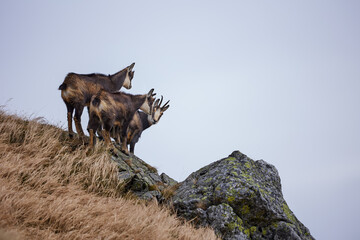 Herd of chamois with offsprings. The chamois (Rupicapra rupicapra) is a species of goat-antelope. Endangered species of high mountains zone. Wild mammals in the High Tatras.