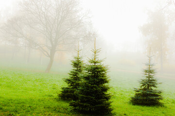 misty morning in the forest
