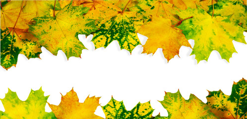 Naklejka na ściany i meble Yellow maple leaf isolated on white background.