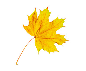 Yellow maple leaf isolated on white background.