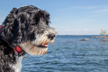 Fototapeta premium Lucy at O'Donnell Point