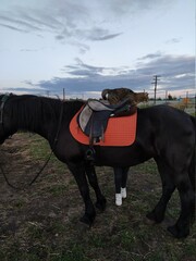 a cat tries to ride a horse backwards