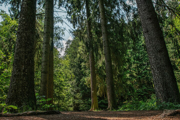 Licht und Schatten auf dem Waldweg