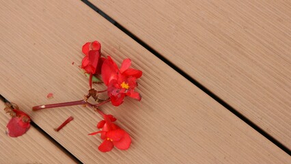 red lost flowers lying on the wooden floor
 
