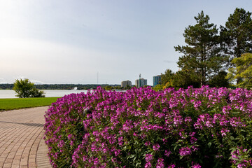 pretty purple flowers on Barrie, Ontario waterfront