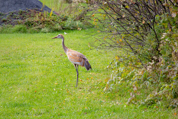 Fototapeta premium Young Sandhill Crane standing on green grass