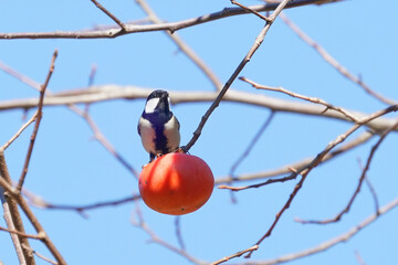 japanese tit on the persimmon fruit