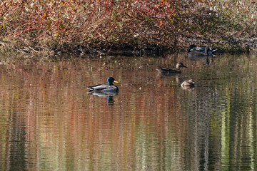 mallard ducks in the pond