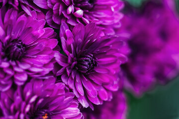 Magenta  dahlia petals macro, floral abstract background. Close up of flowes dahlia, chrysanthemum for background, Soft focus