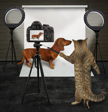 A cat photographer is photographing a brown dachshund in a red dog collar in its photo studio.