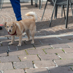 A small dog with a quiet red leash next to his master.